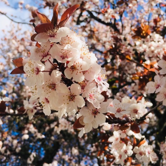 Meet your Posher - Picture 4 of 5